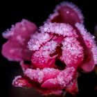 Frozen Rose Bud