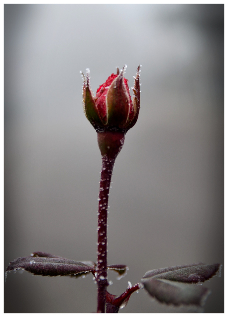 Frozen Rose