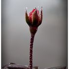 Frozen Rose