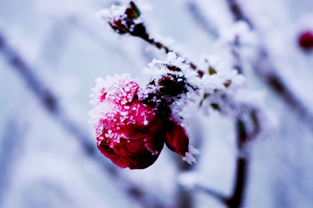 frozen rose