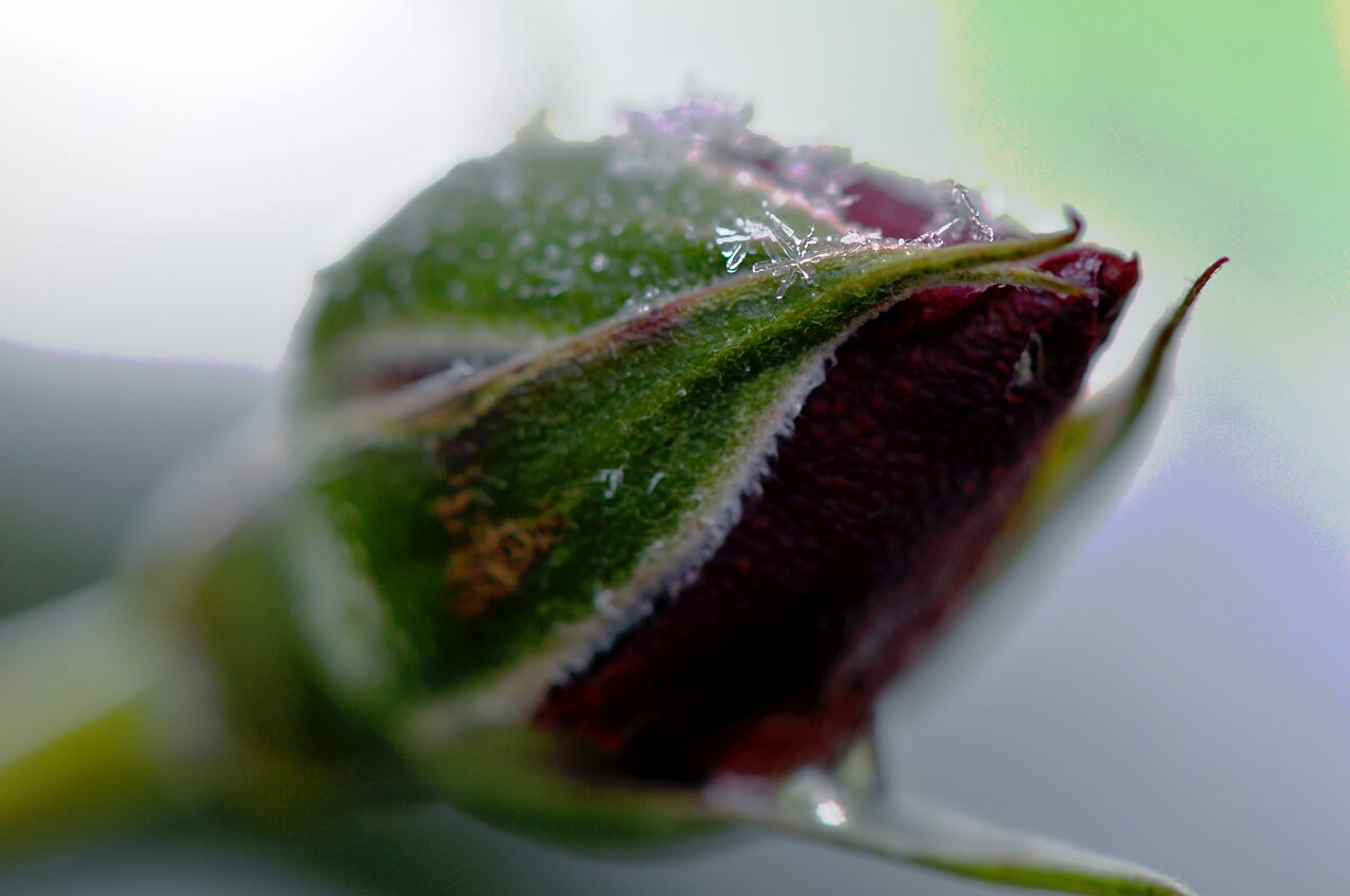 Frozen Rose