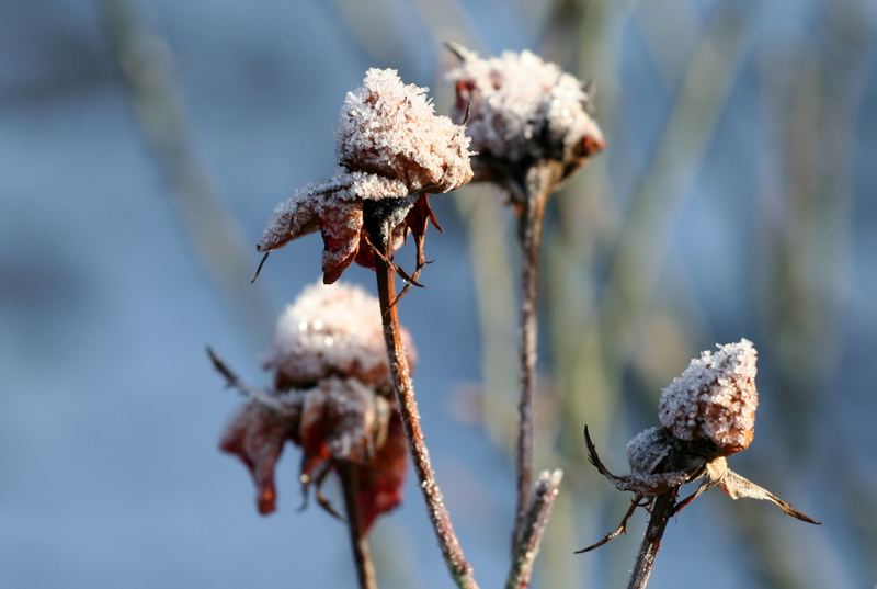 frozen rose