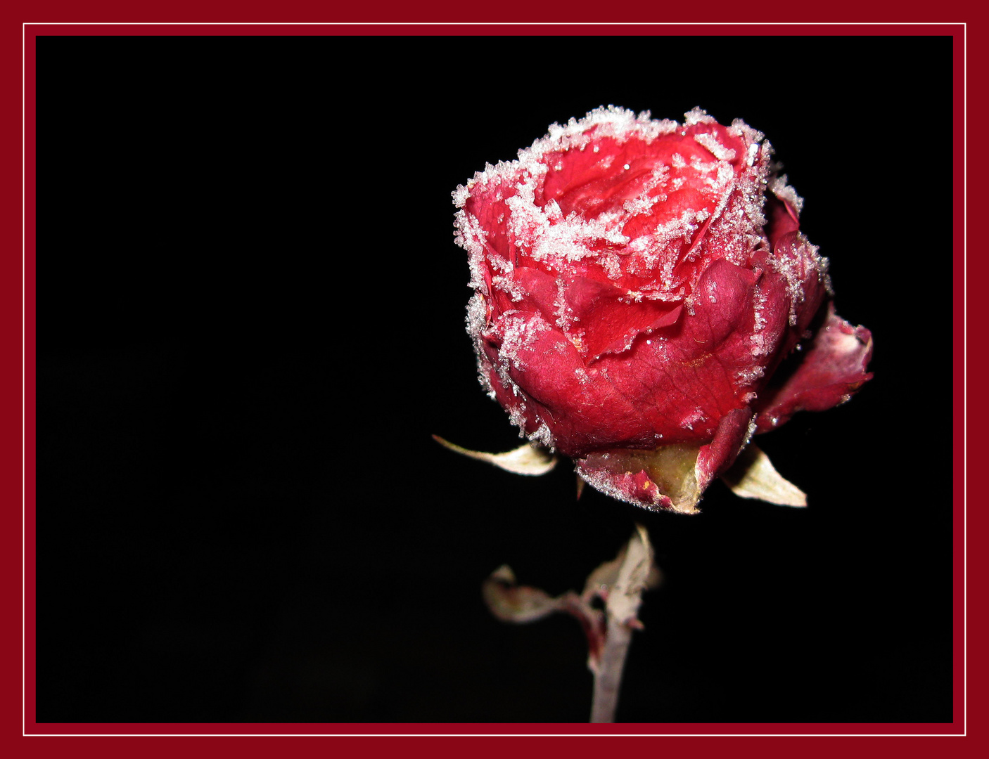 ** Frozen Rose**