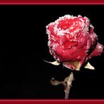 ** Frozen Rose**