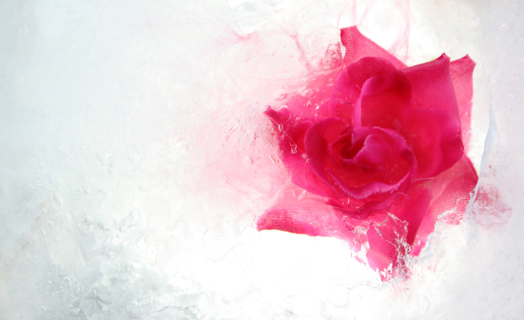 frozen rose