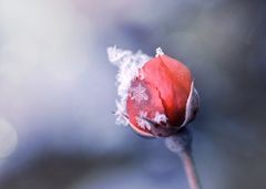 frozen Rose