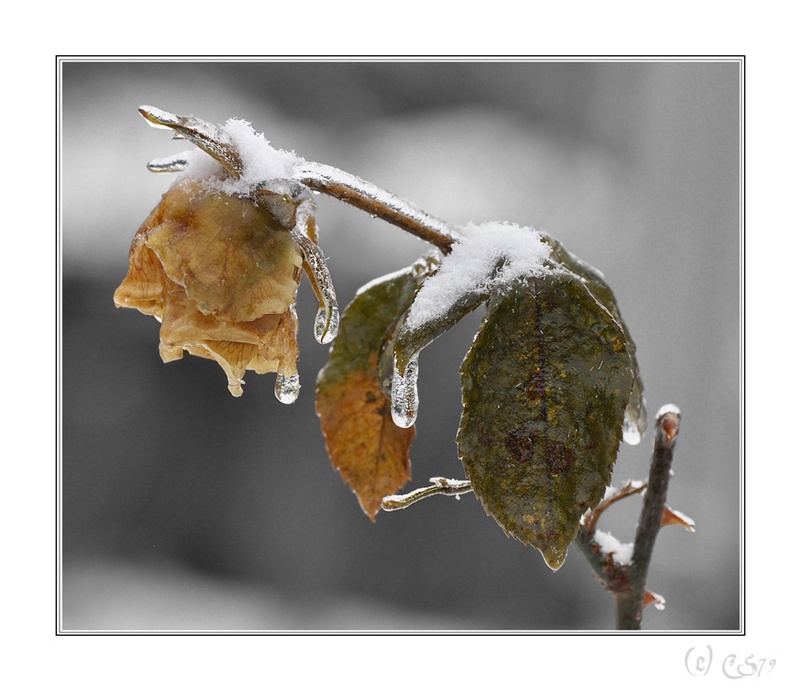 frozen rose