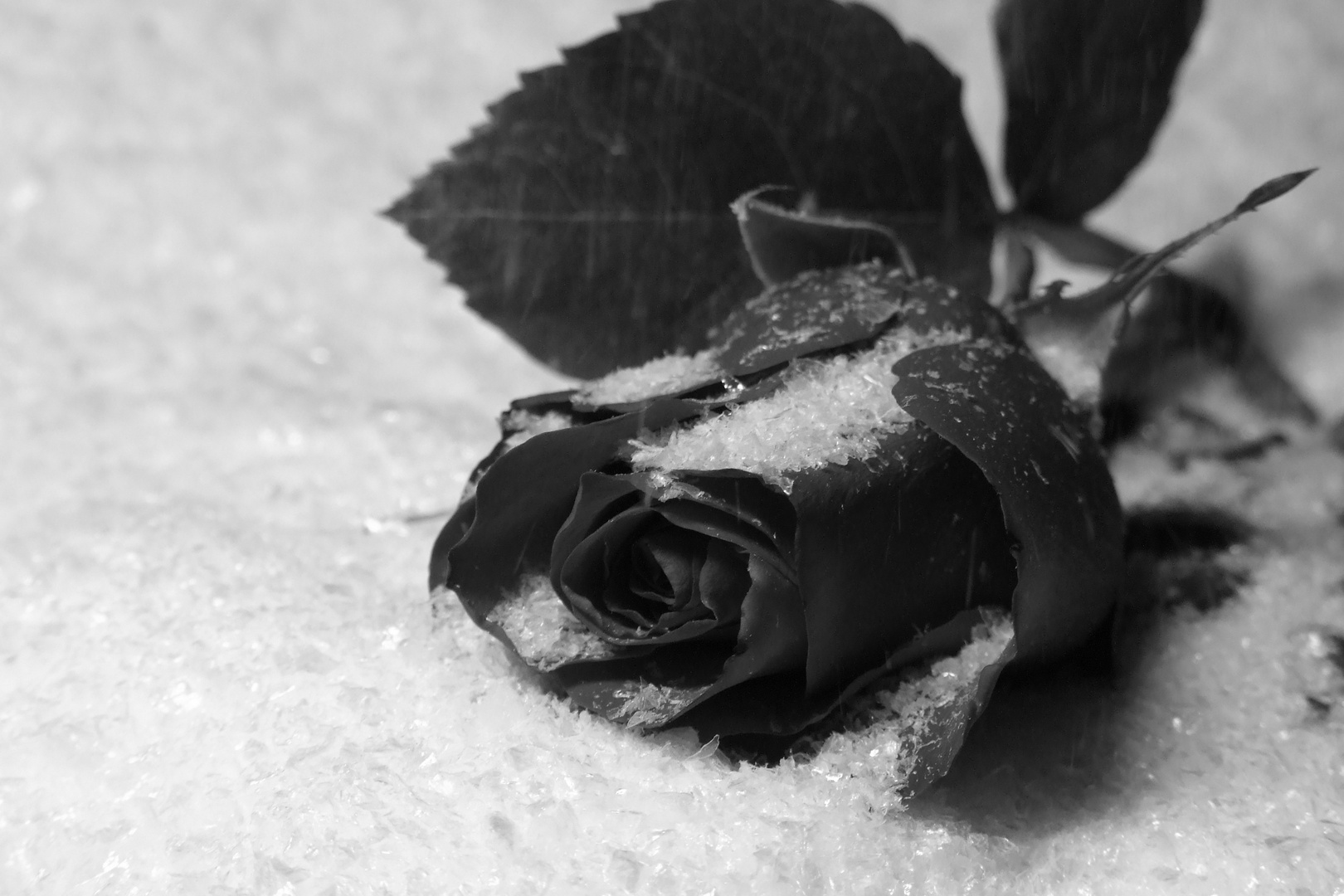 Frozen rose....