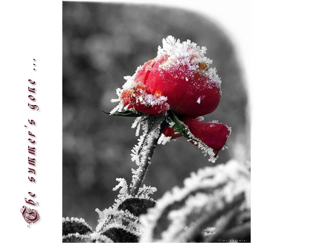 frozen rose