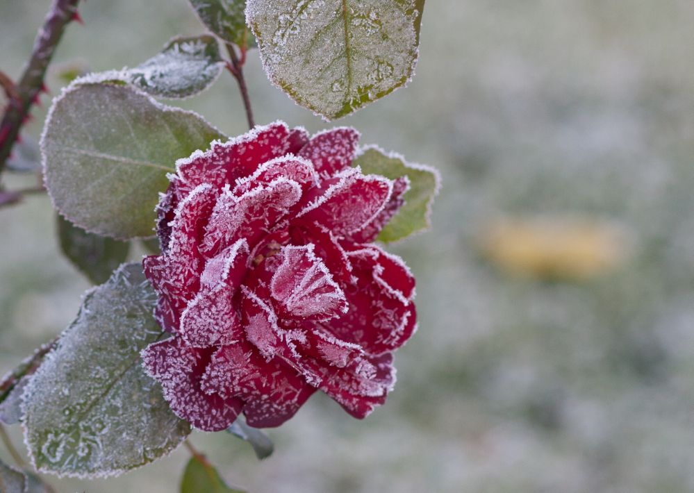 Frozen Rose