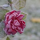 Frozen Rose