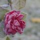 Frozen Rose