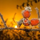 frozen rose hip