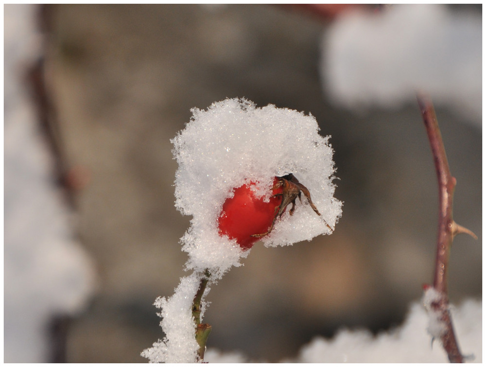 ;-) Frozen Rose Hips (-;