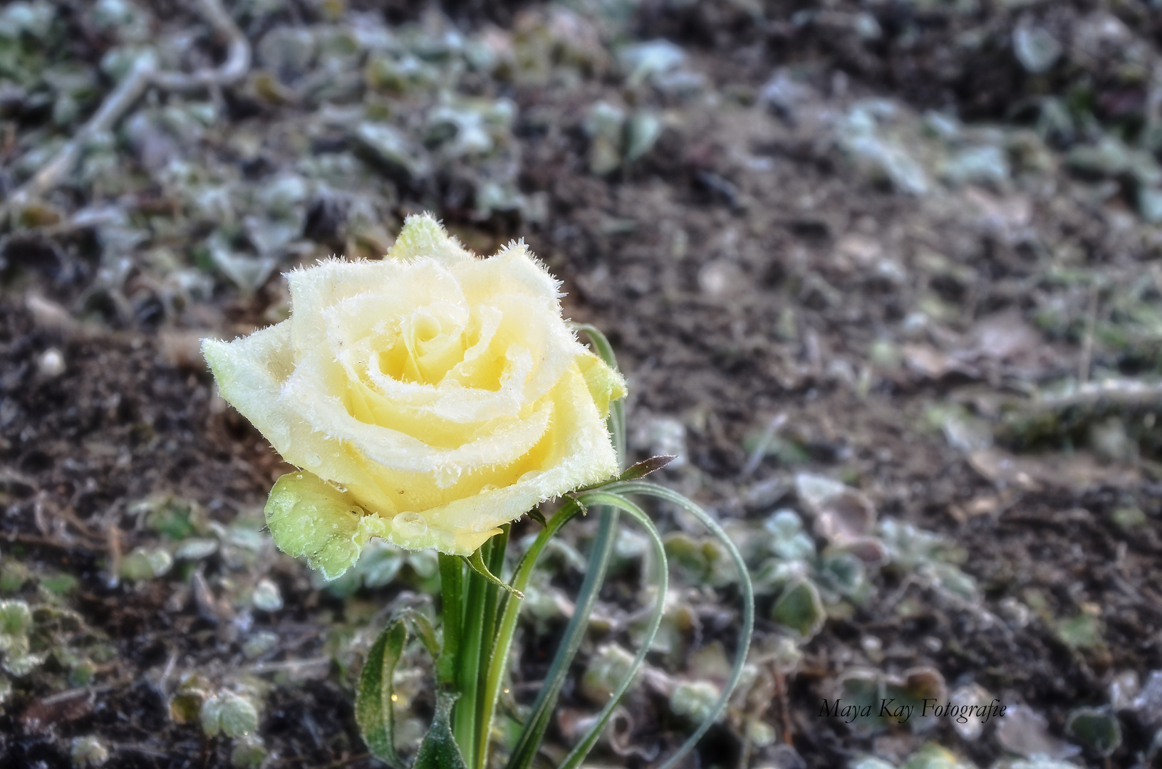 Frozen Rose II