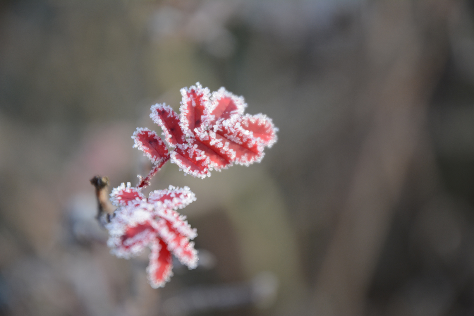 Frozen rose leaves