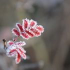 Frozen rose leaves