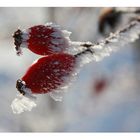 *frozen rosehips*