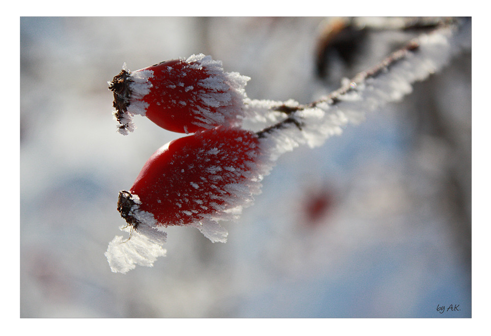 *frozen rosehips*