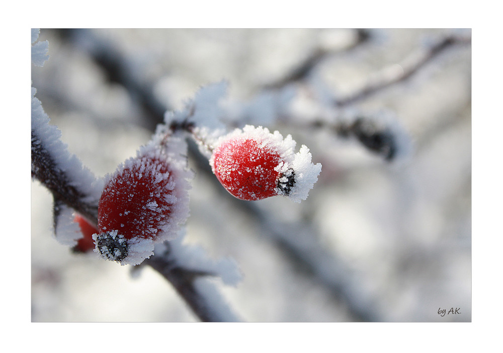 *frozen rosehips I*