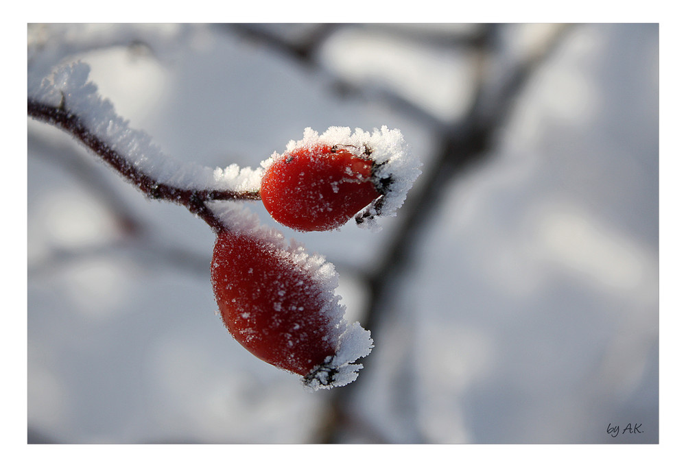 *frozen rosehips II*