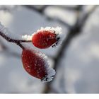 *frozen rosehips II*