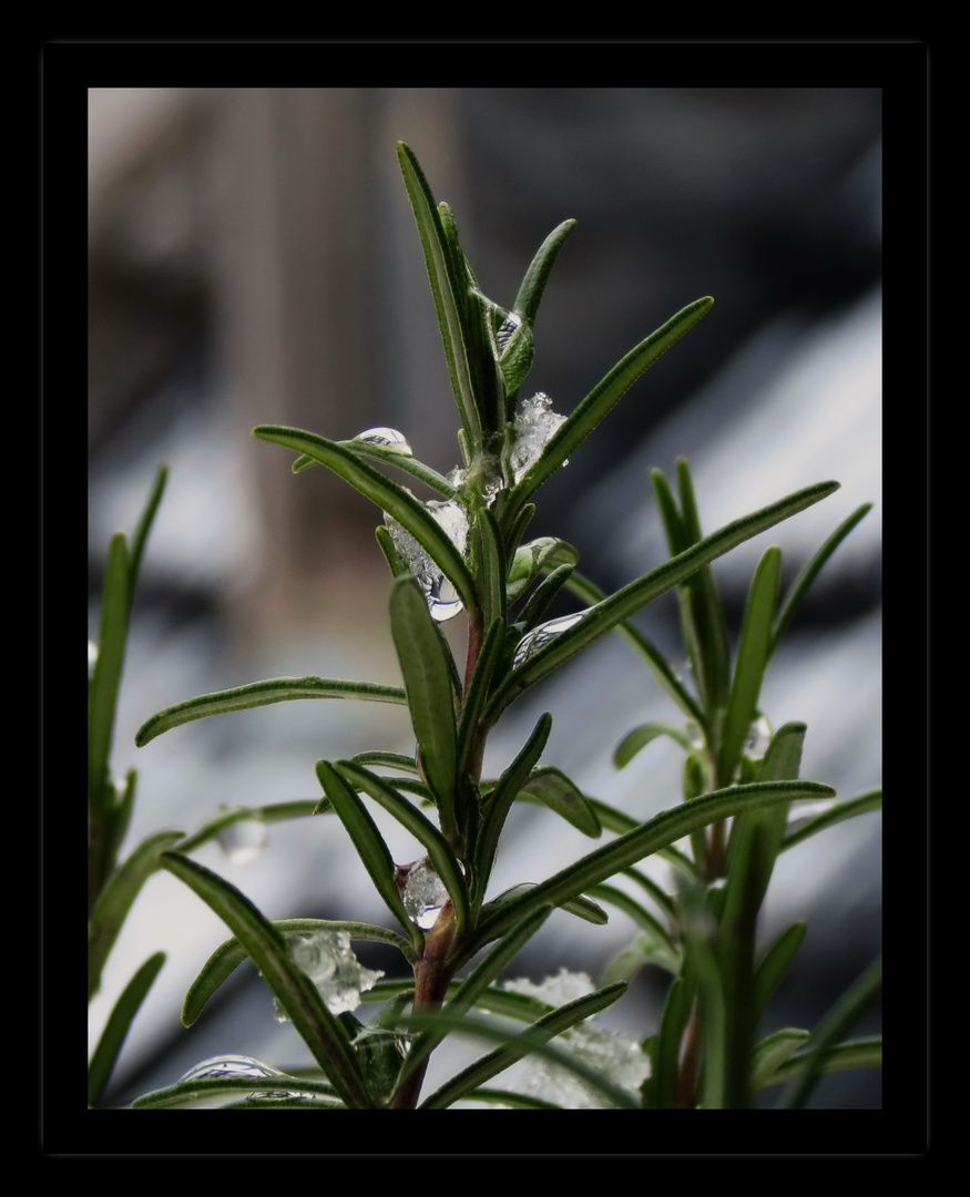 Frozen Rosemary