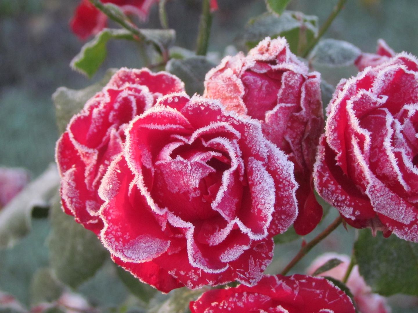 Frozen Rosen Frostrosen