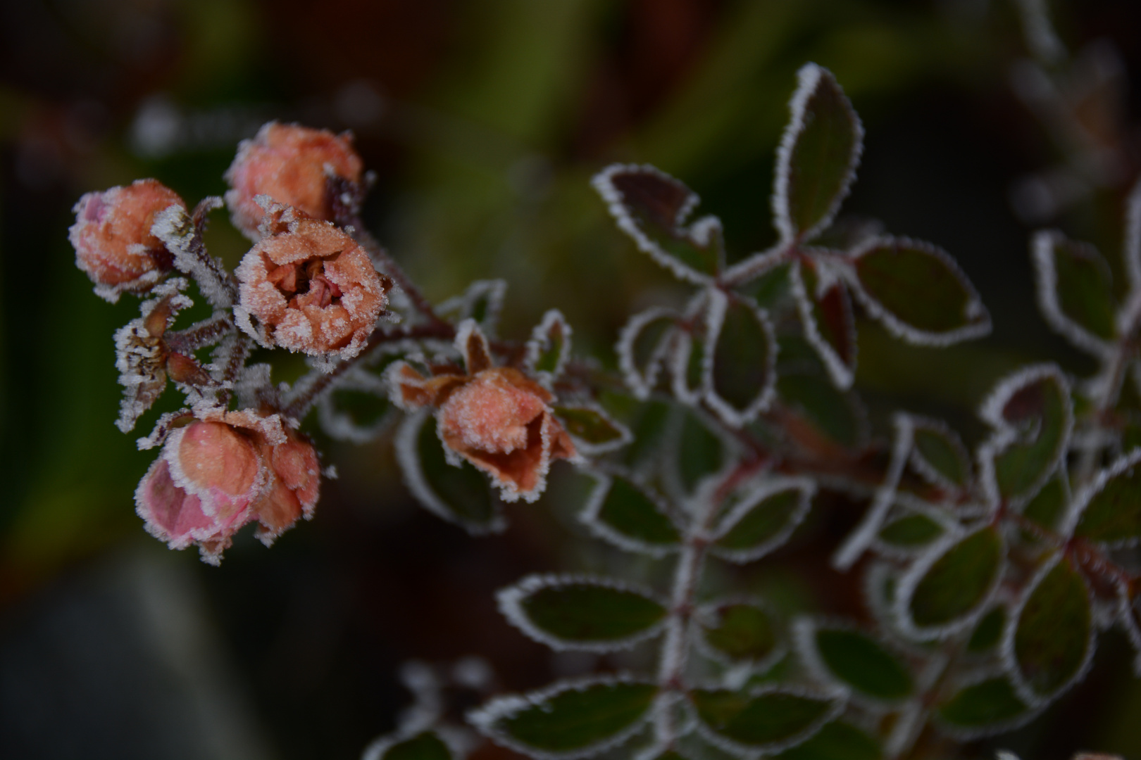 Frozen Roses