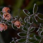 Frozen Roses