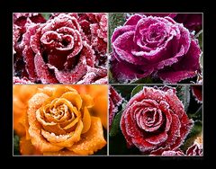 frozen roses (1)