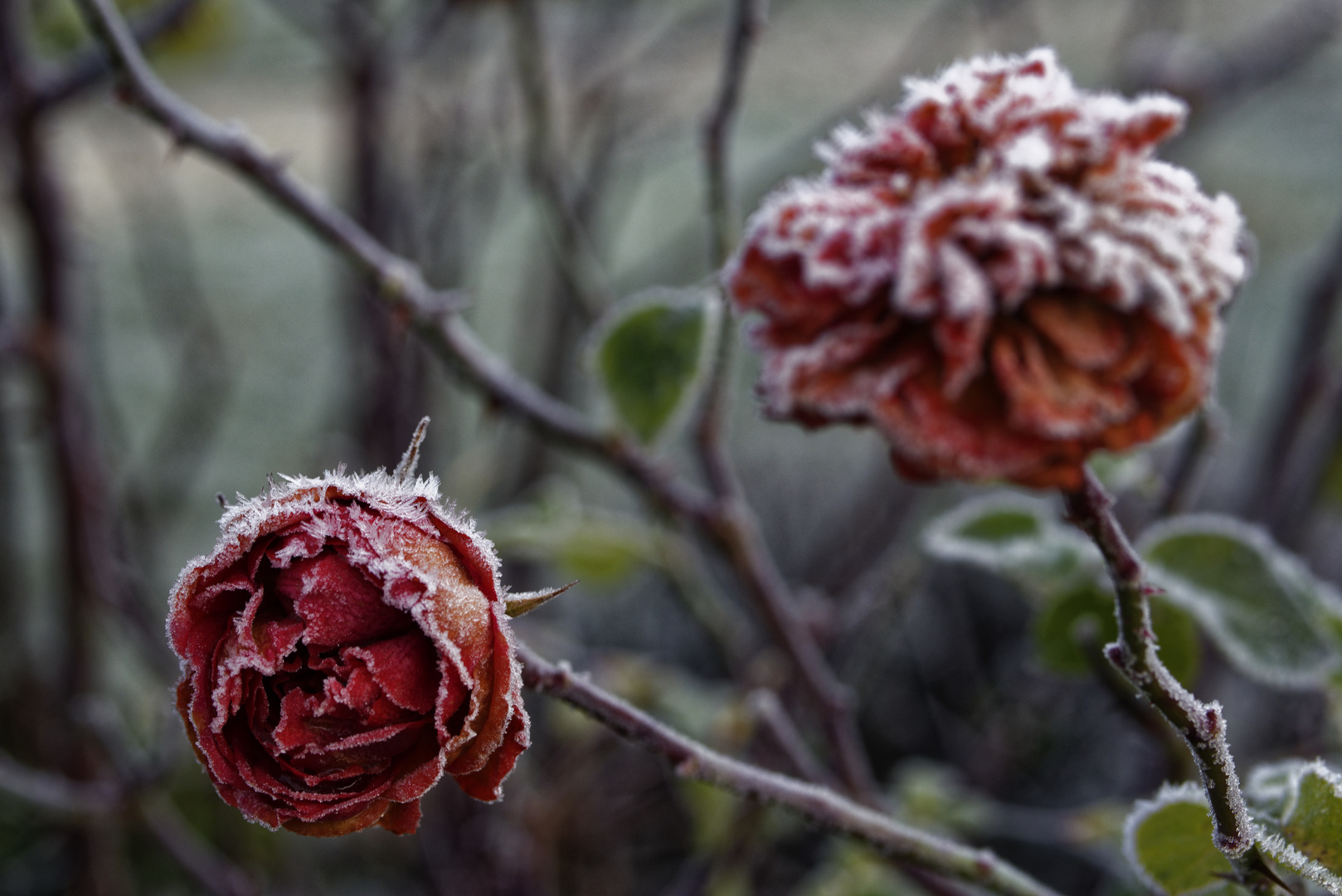 frozen roses