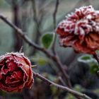 frozen roses