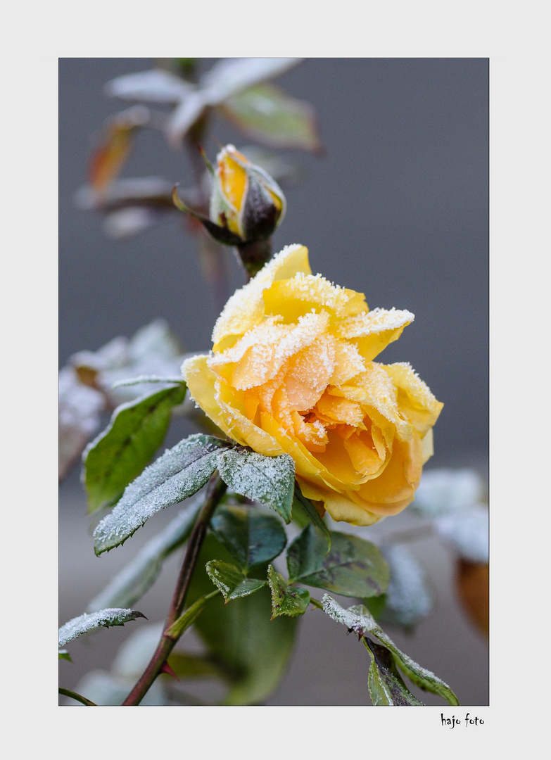 Frozen Roses 2