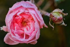 Frozen roses