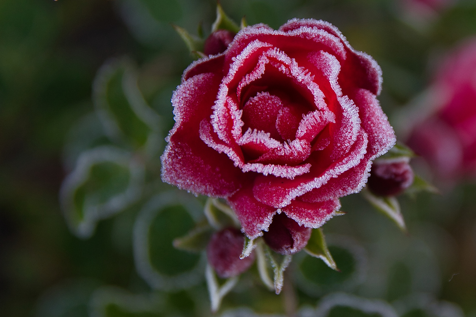 Frozen Roses