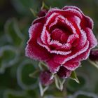 Frozen Roses