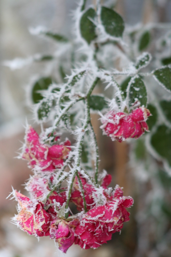 Frozen Roses