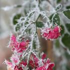 Frozen Roses