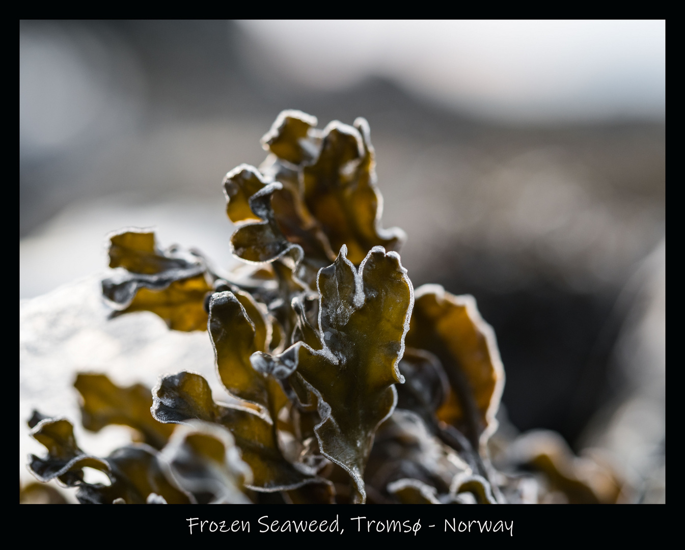 Frozen Seaweed