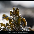 Frozen Seaweed