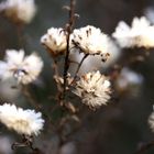 frozen seedhead