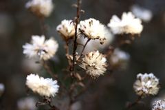 frozen seedhead