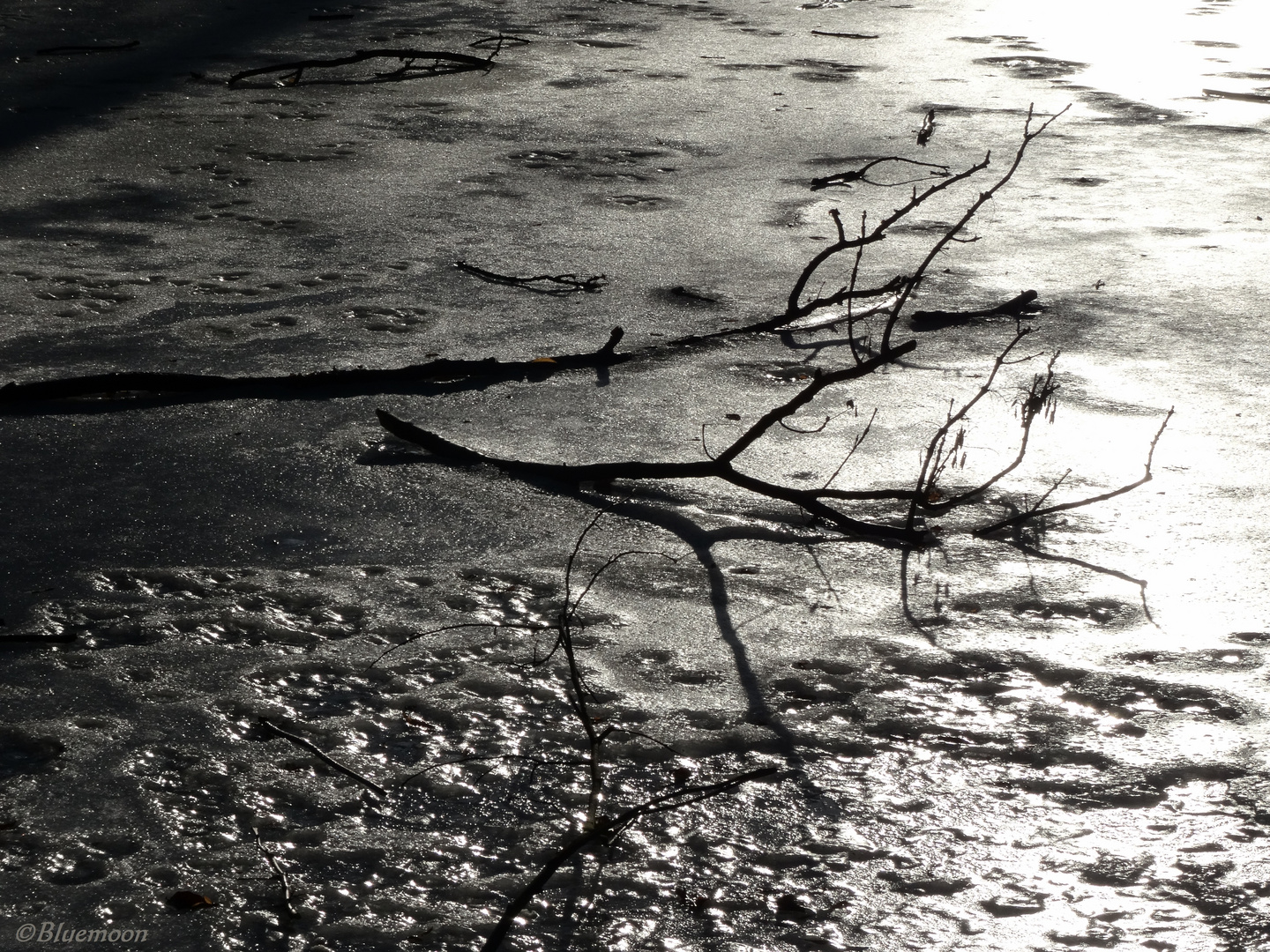 frozen shadows