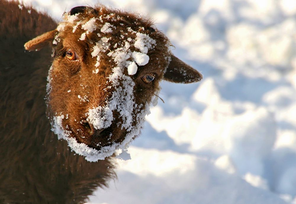 Frozen sheep