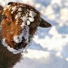 Frozen sheep