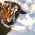 Frozen sheep