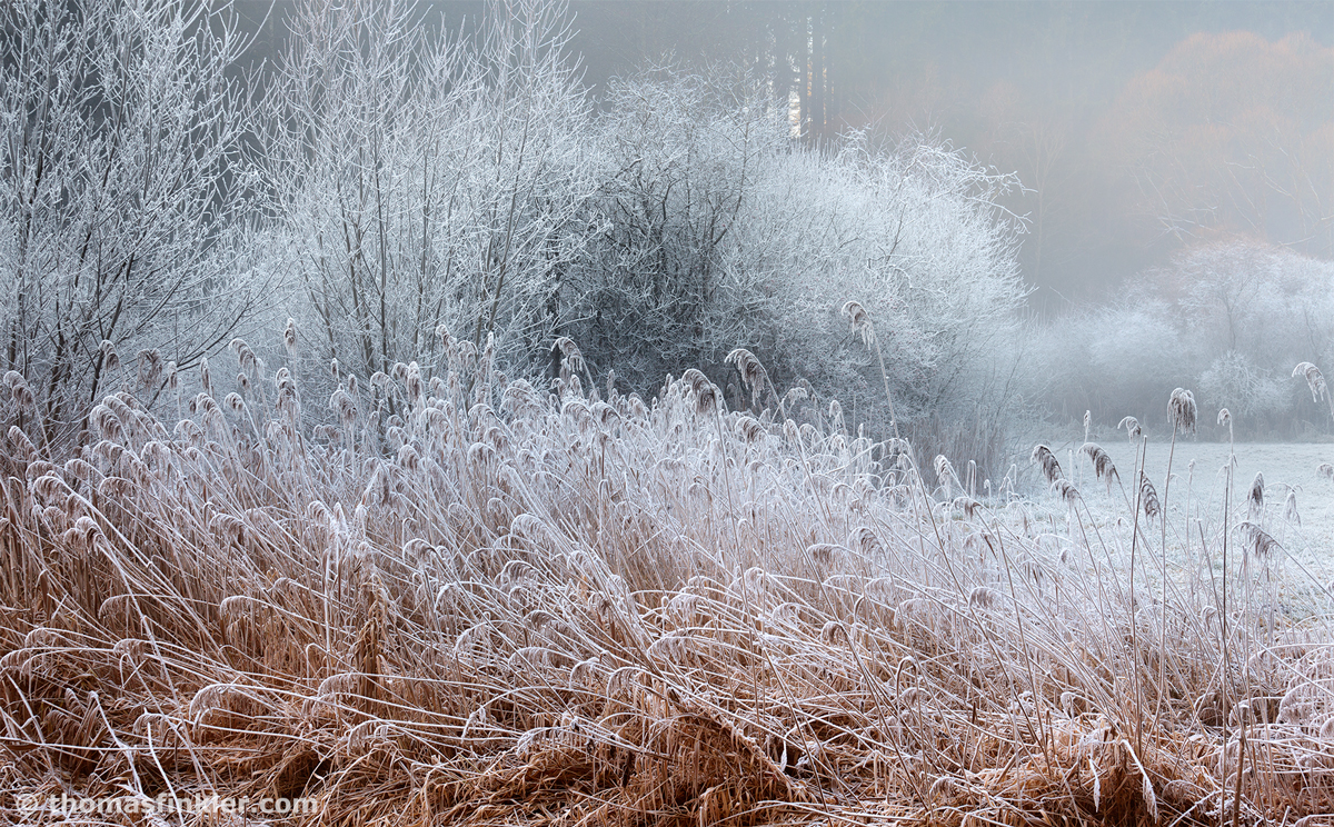 FROZEN SILENCE [01|COLOR]