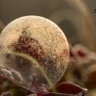 Frozen Soapbubble