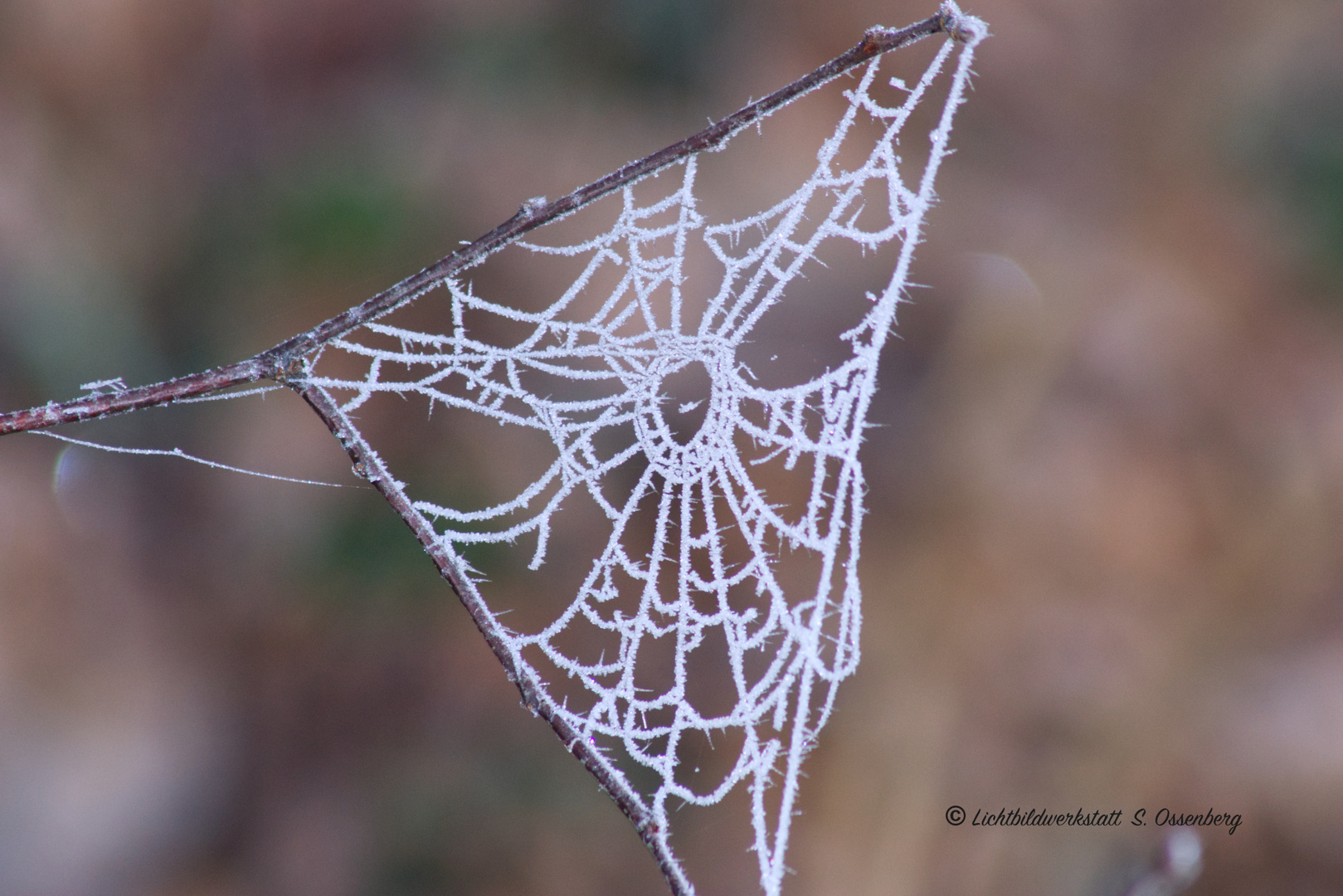 Frozen Spider 